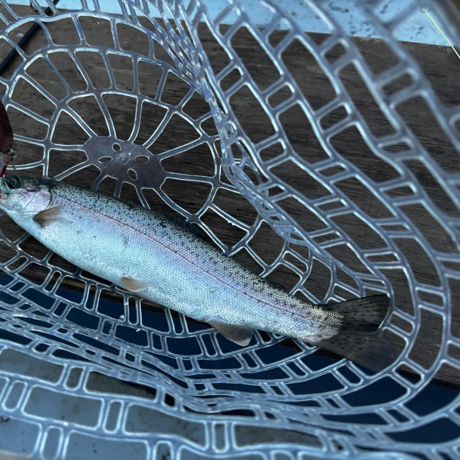 Rainbow trout caught on Fishbrain