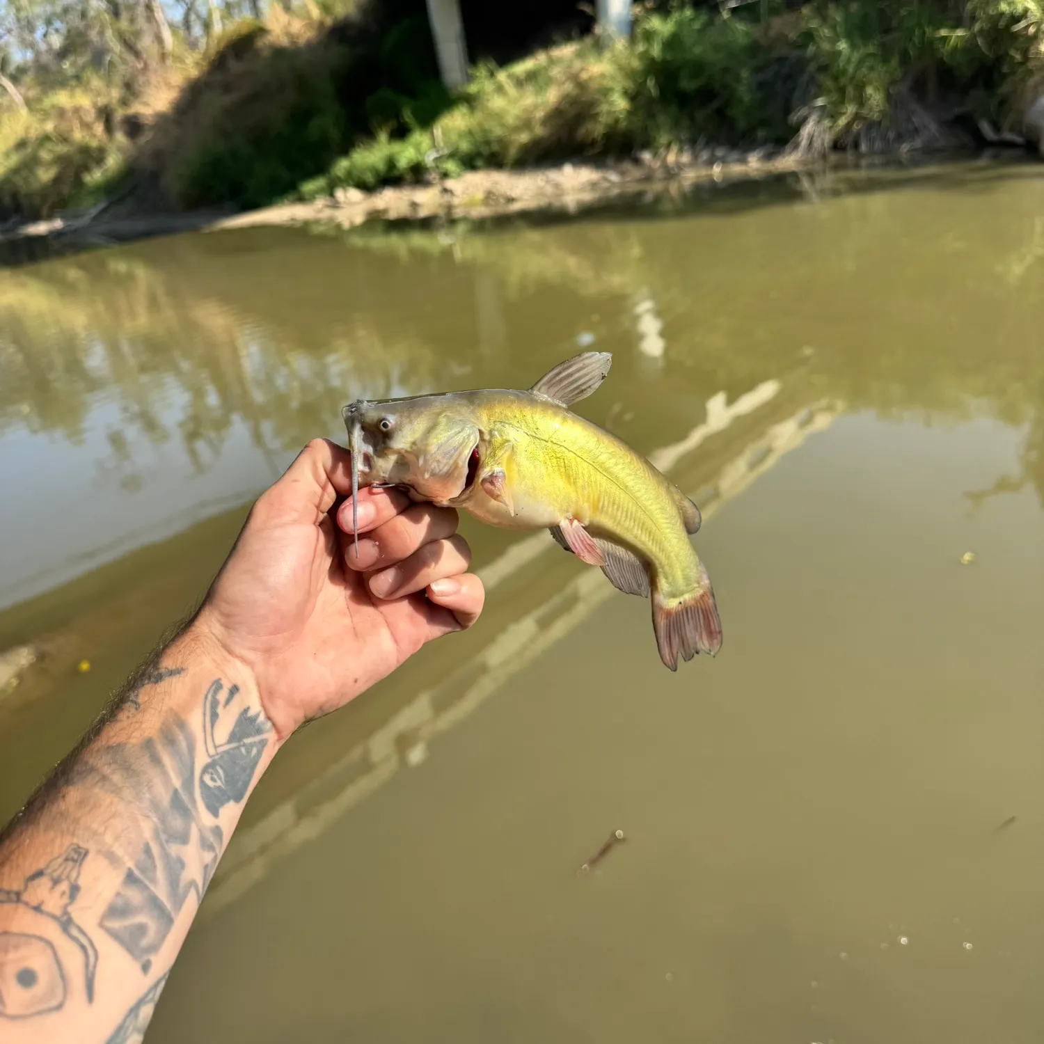 Black bullhead caught on Fishbrain
