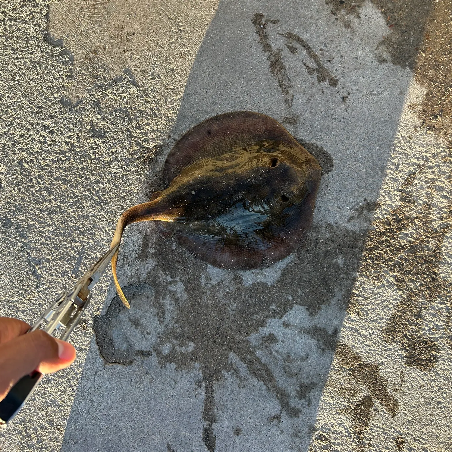 The most recent Haller's round ray catches on Fishbrain