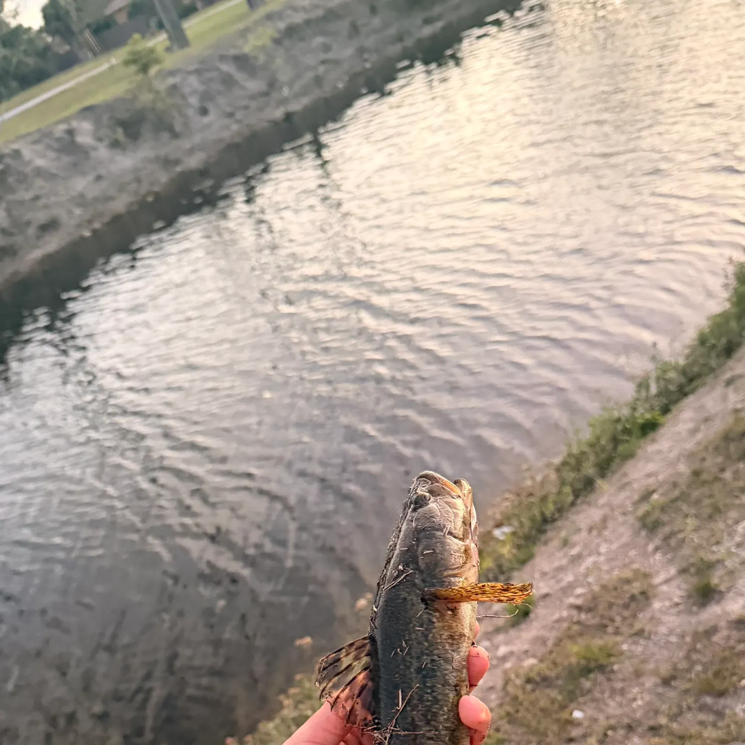 The most recent Sleepy goby catches on Fishbrain