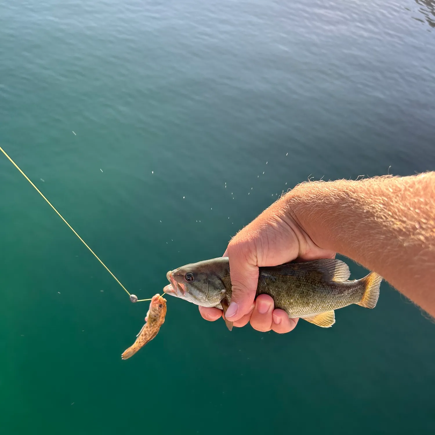 Smallmouth bass caught on Fishbrain
