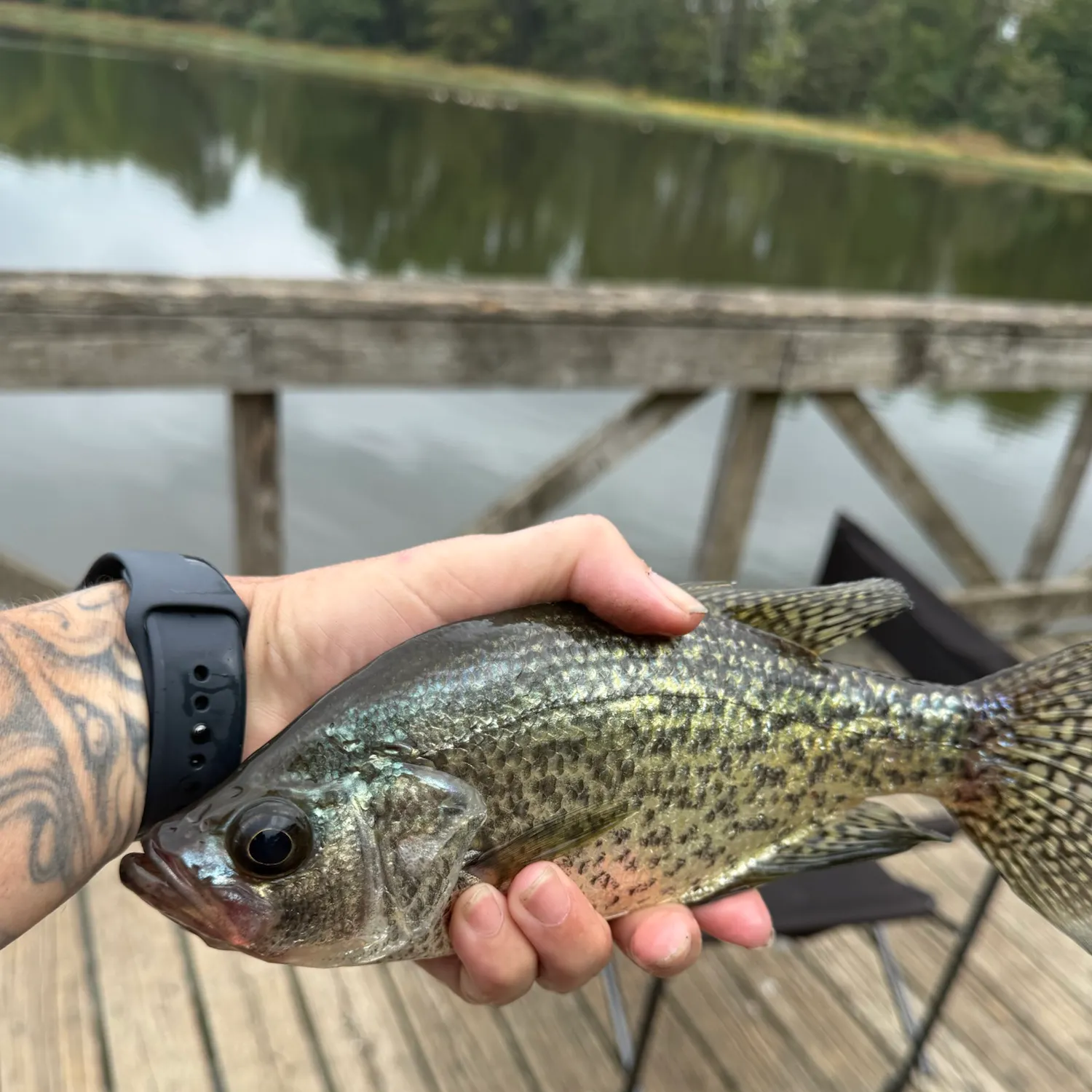 Black crappie caught on Fishbrain