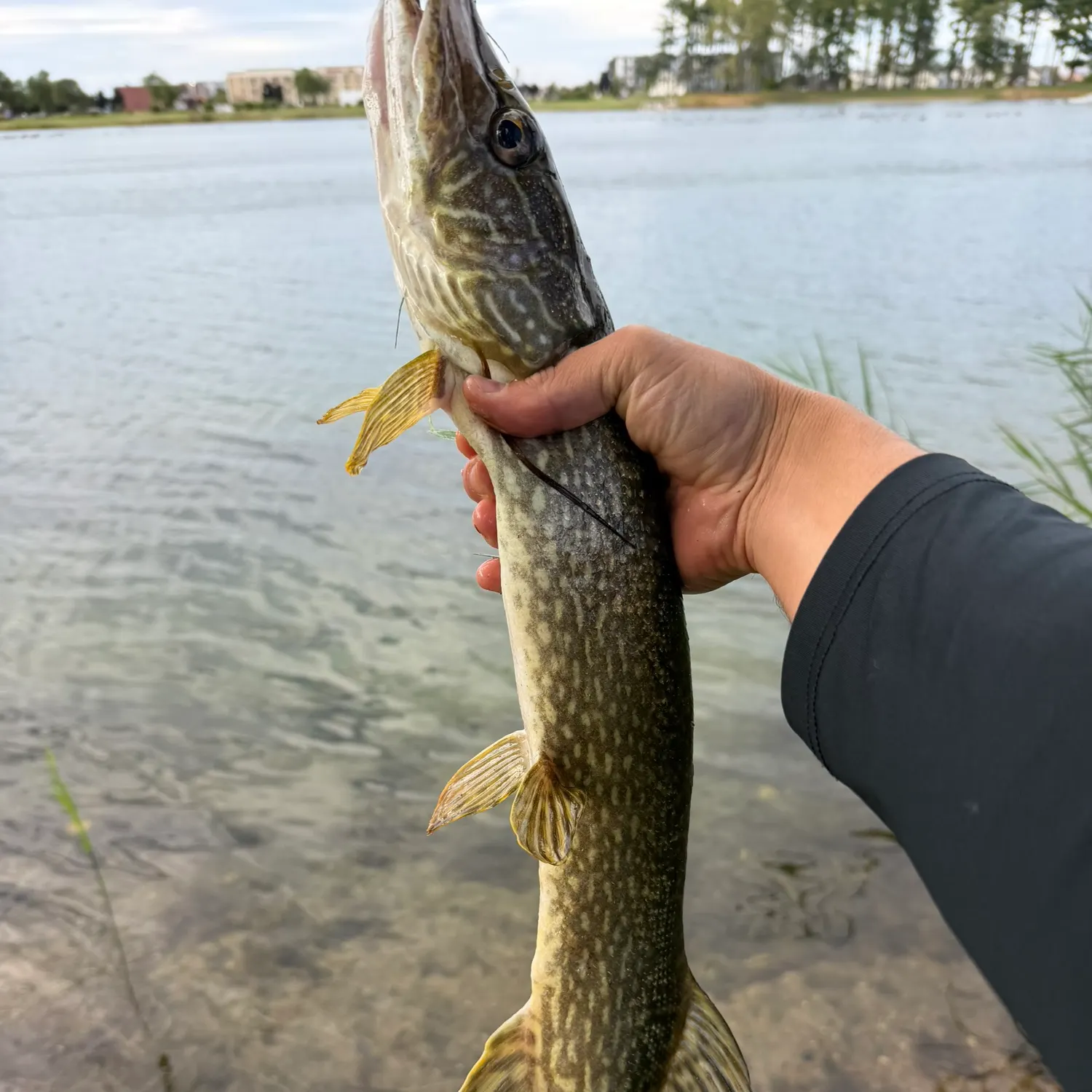 Northern pike caught on Fishbrain