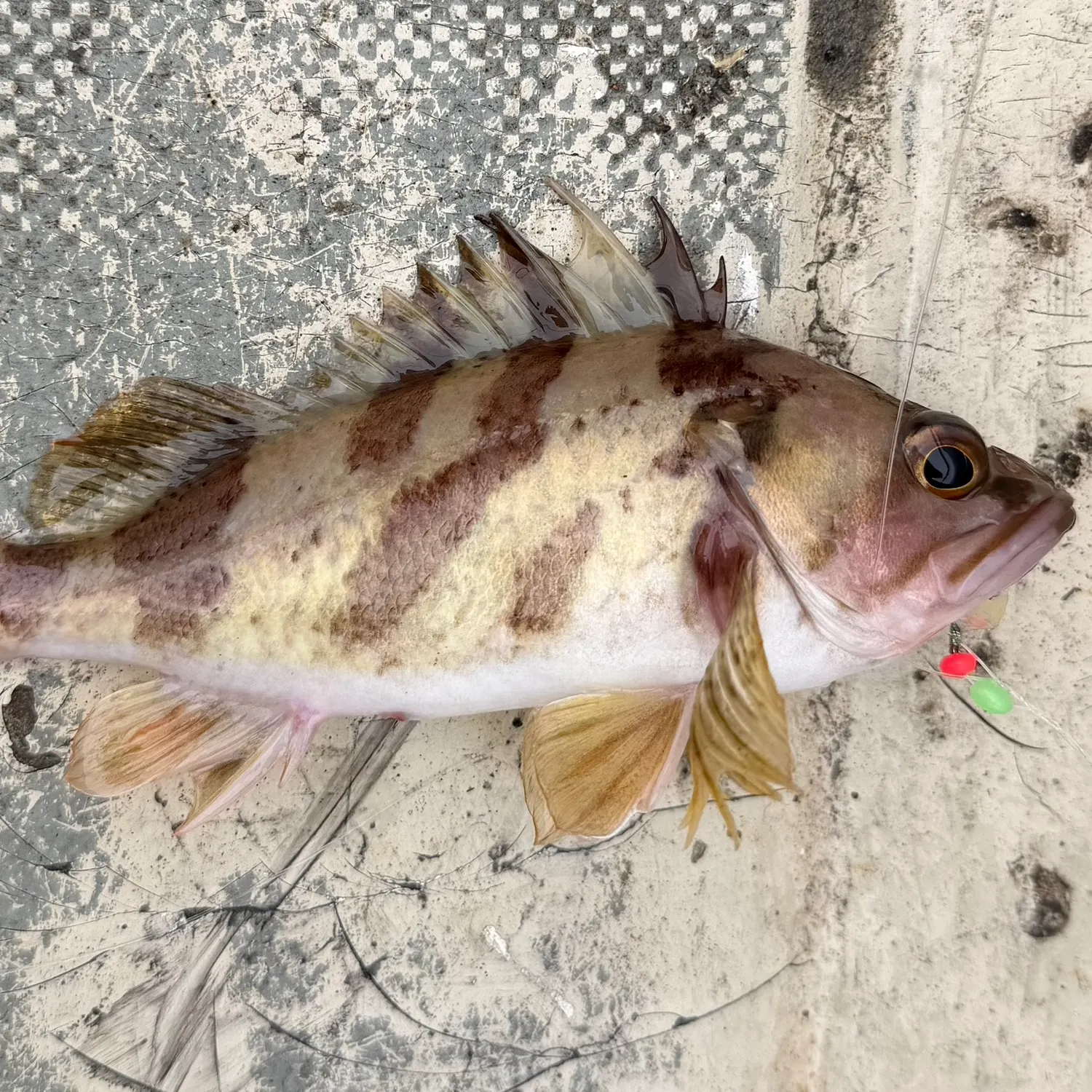 The most recent Calico rockfish catches on Fishbrain