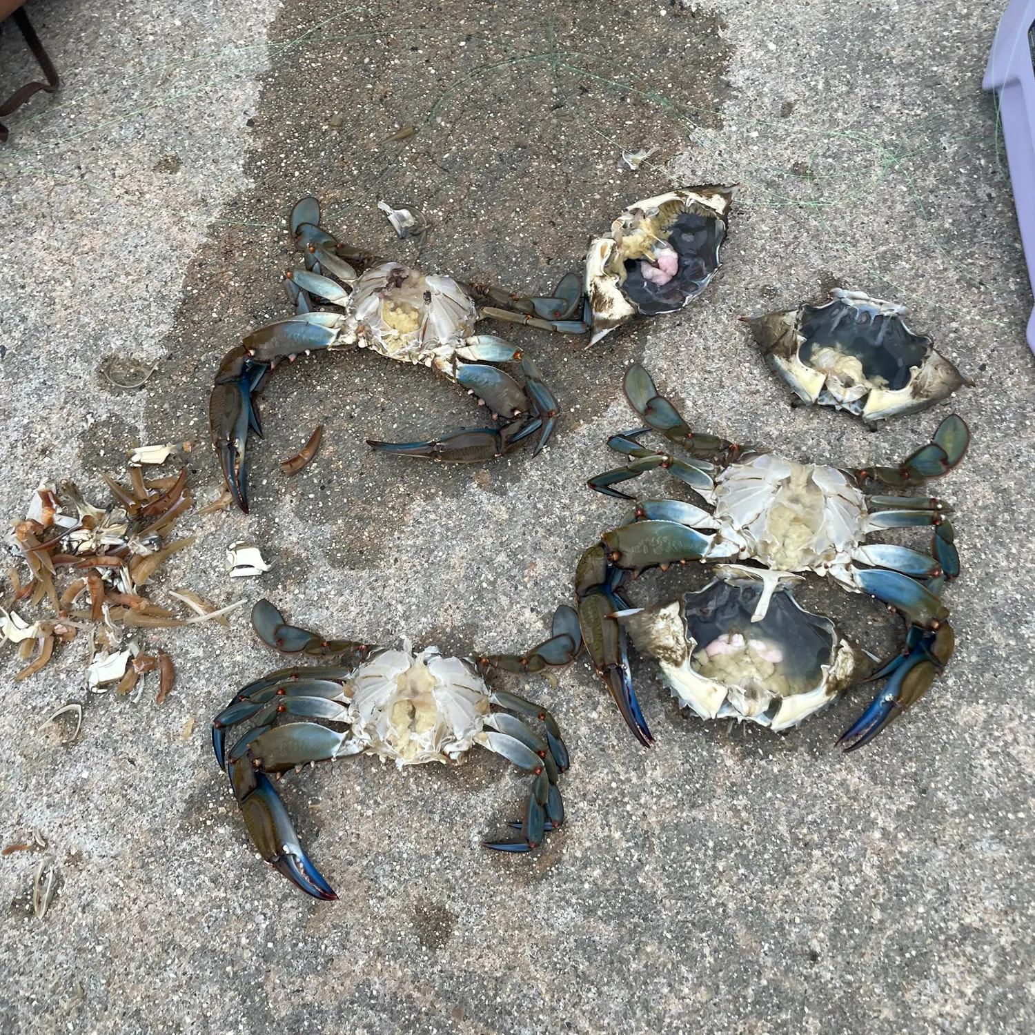 Blue crab caught on Fishbrain