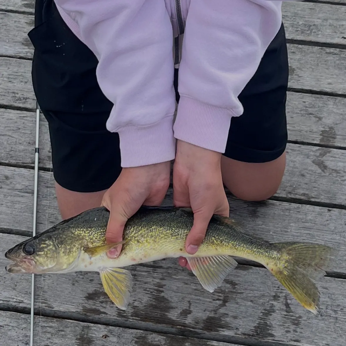 Walleye caught on Fishbrain
