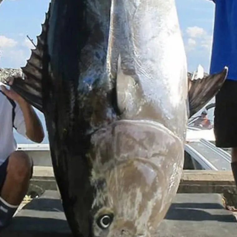 The most recent Pacific bluefin tuna catches on Fishbrain