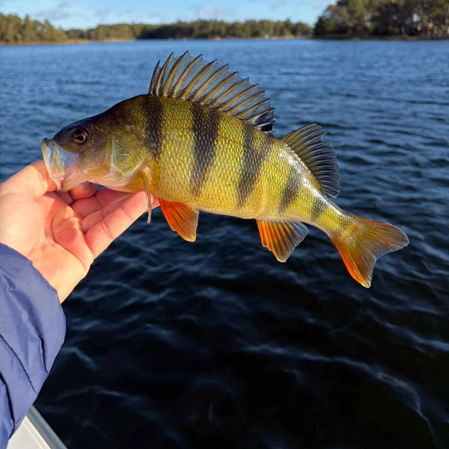 European perch caught on Fishbrain