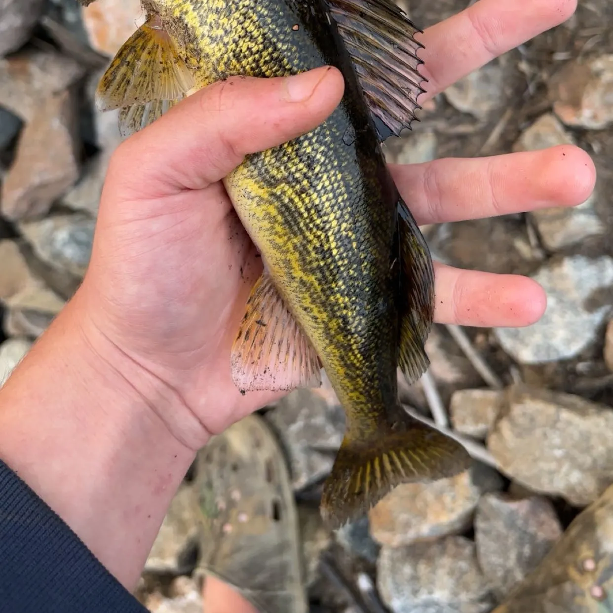 Walleye caught on Fishbrain