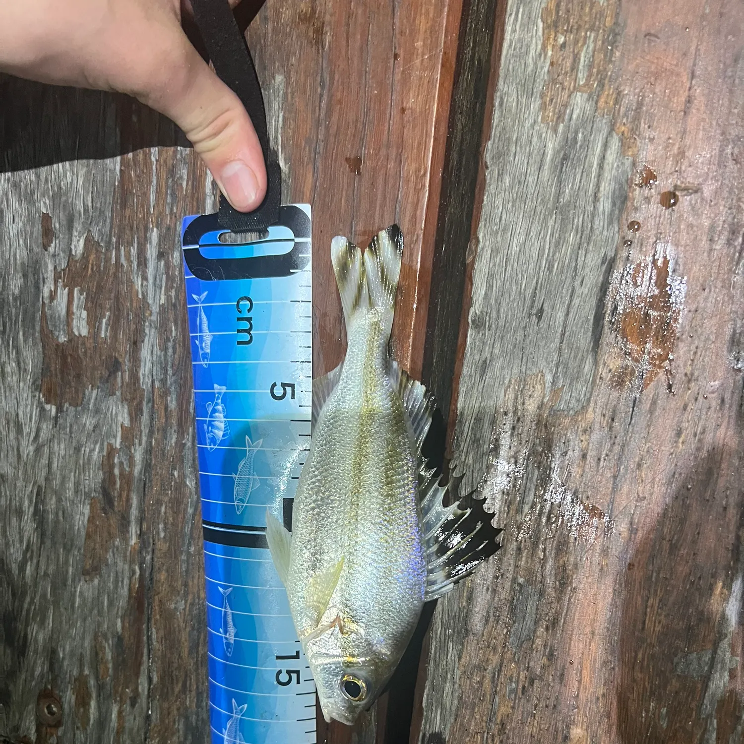 The most recent Jarbua terapon catches on Fishbrain