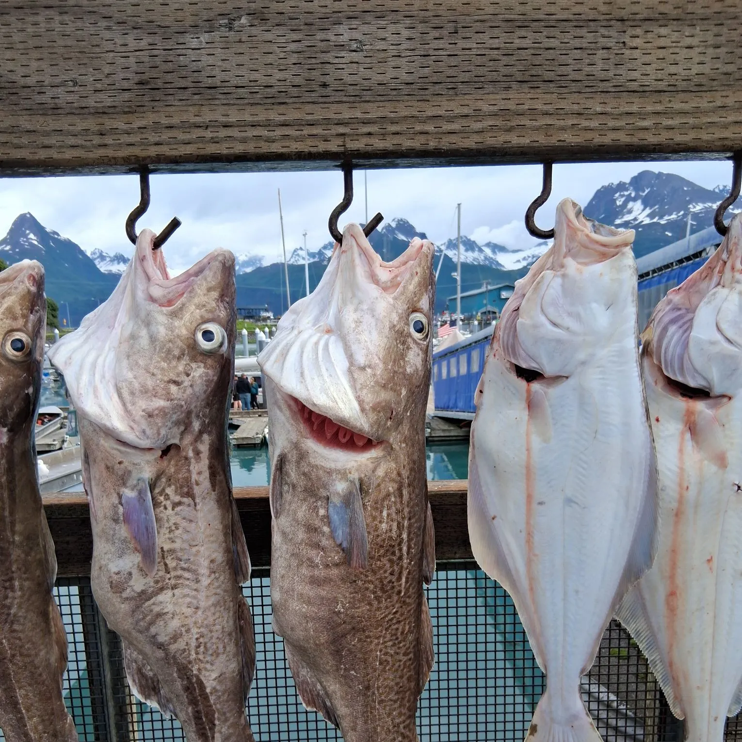 The most recent Pacific cod catches on Fishbrain
