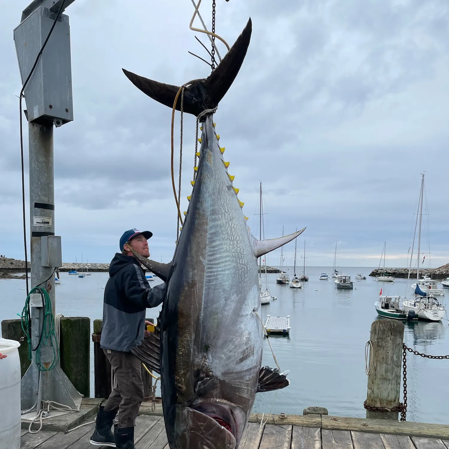 Atlantic bluefin tuna caught on Fishbrain