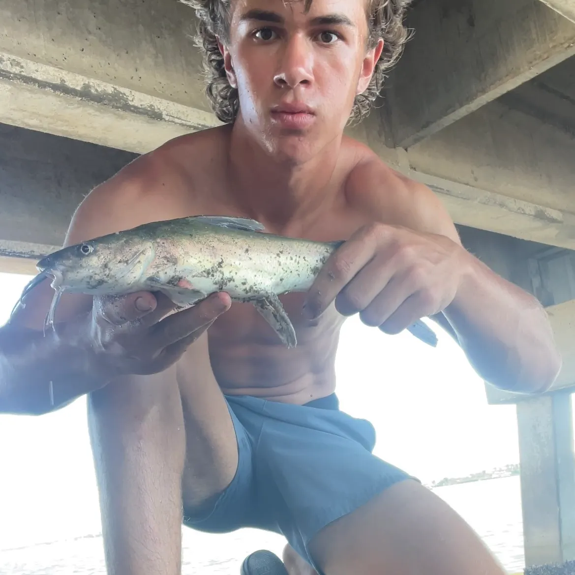 Hardhead sea catfish caught on Fishbrain
