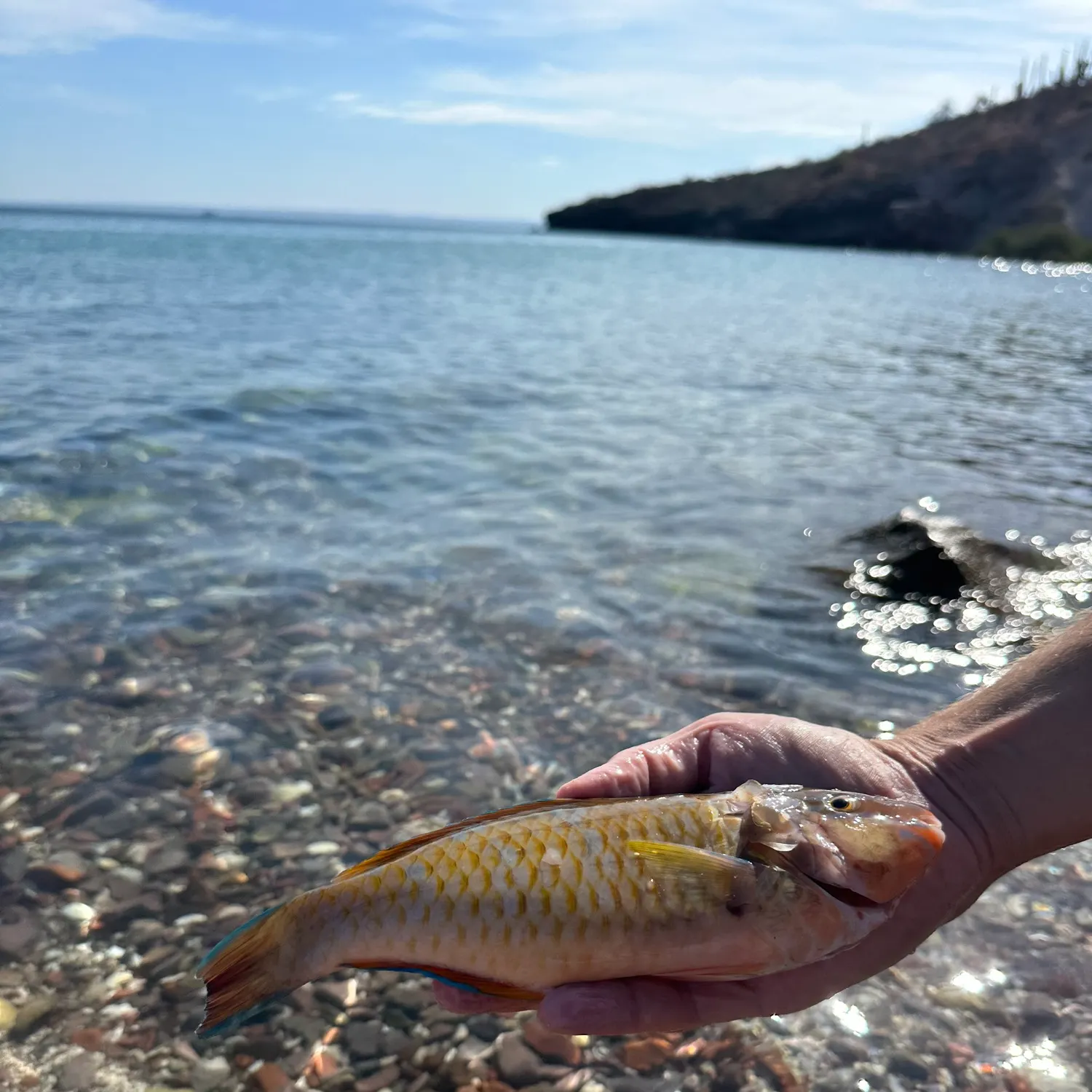 The most recent Blue-barred parrotfish catches on Fishbrain