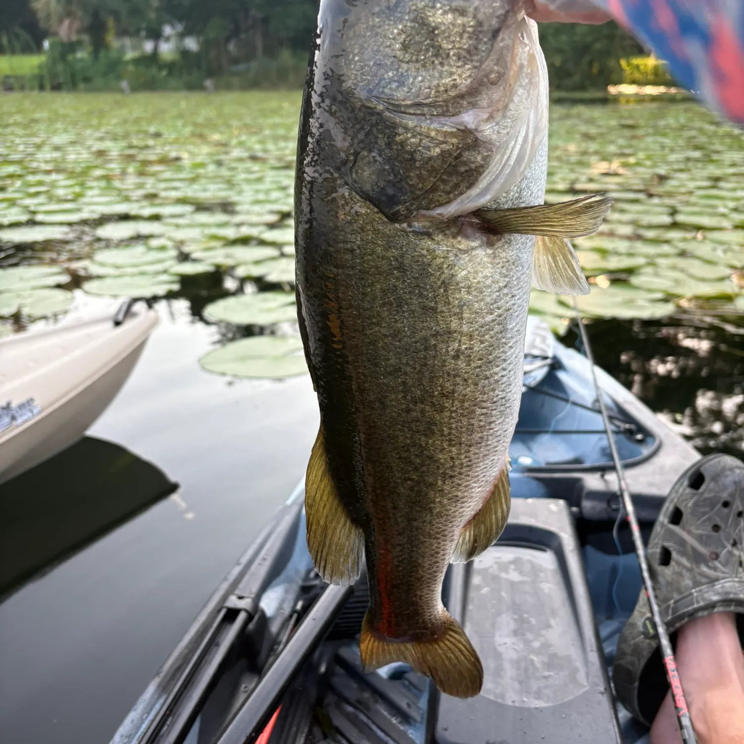 Largemouth bass caught on Fishbrain
