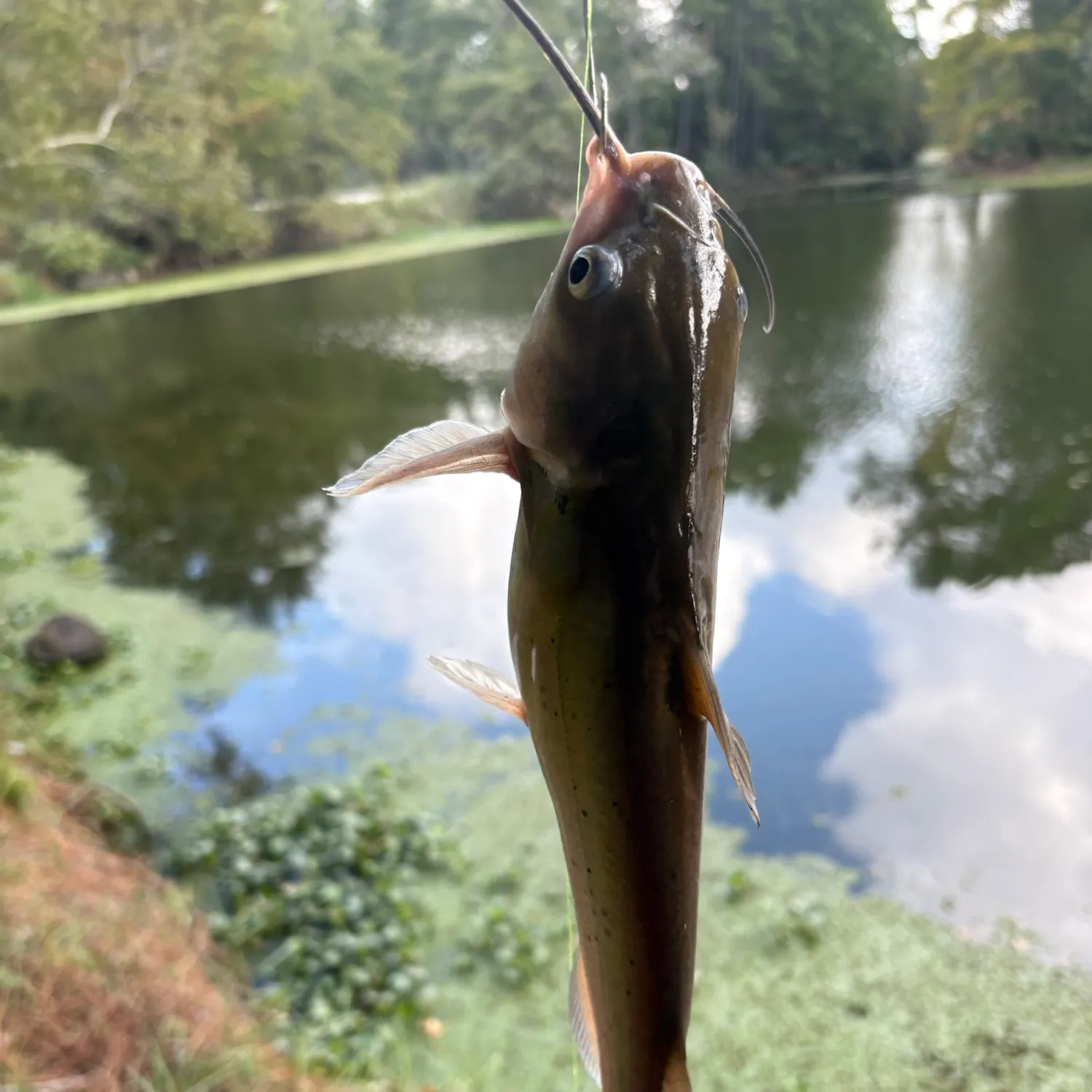 Channel catfish caught on Fishbrain
