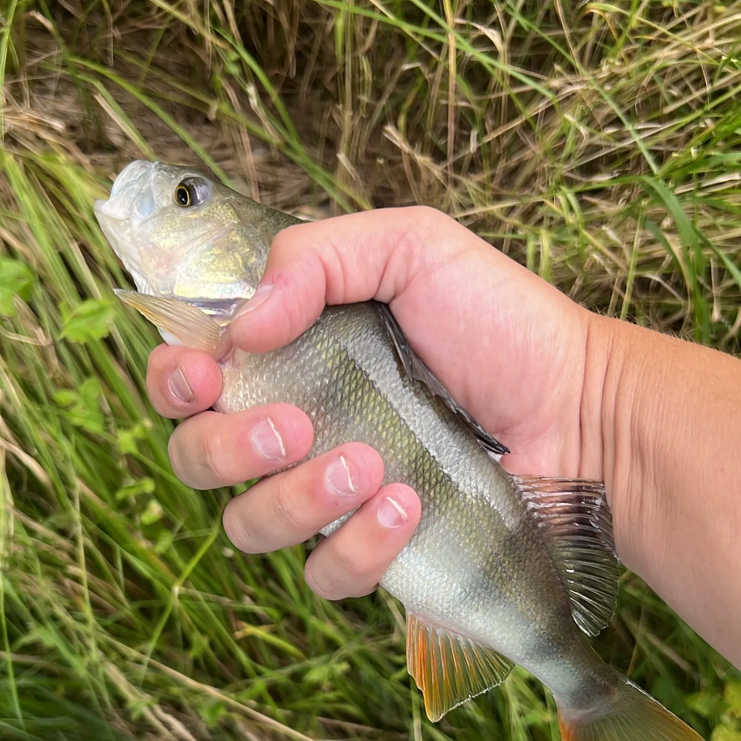 European perch caught on Fishbrain