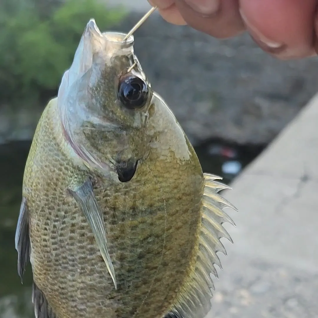 Bluegill caught on Fishbrain