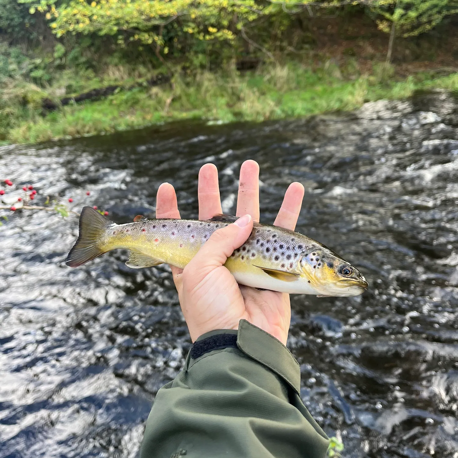 Brown trout caught on Fishbrain