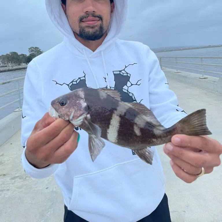Black croaker caught on Fishbrain