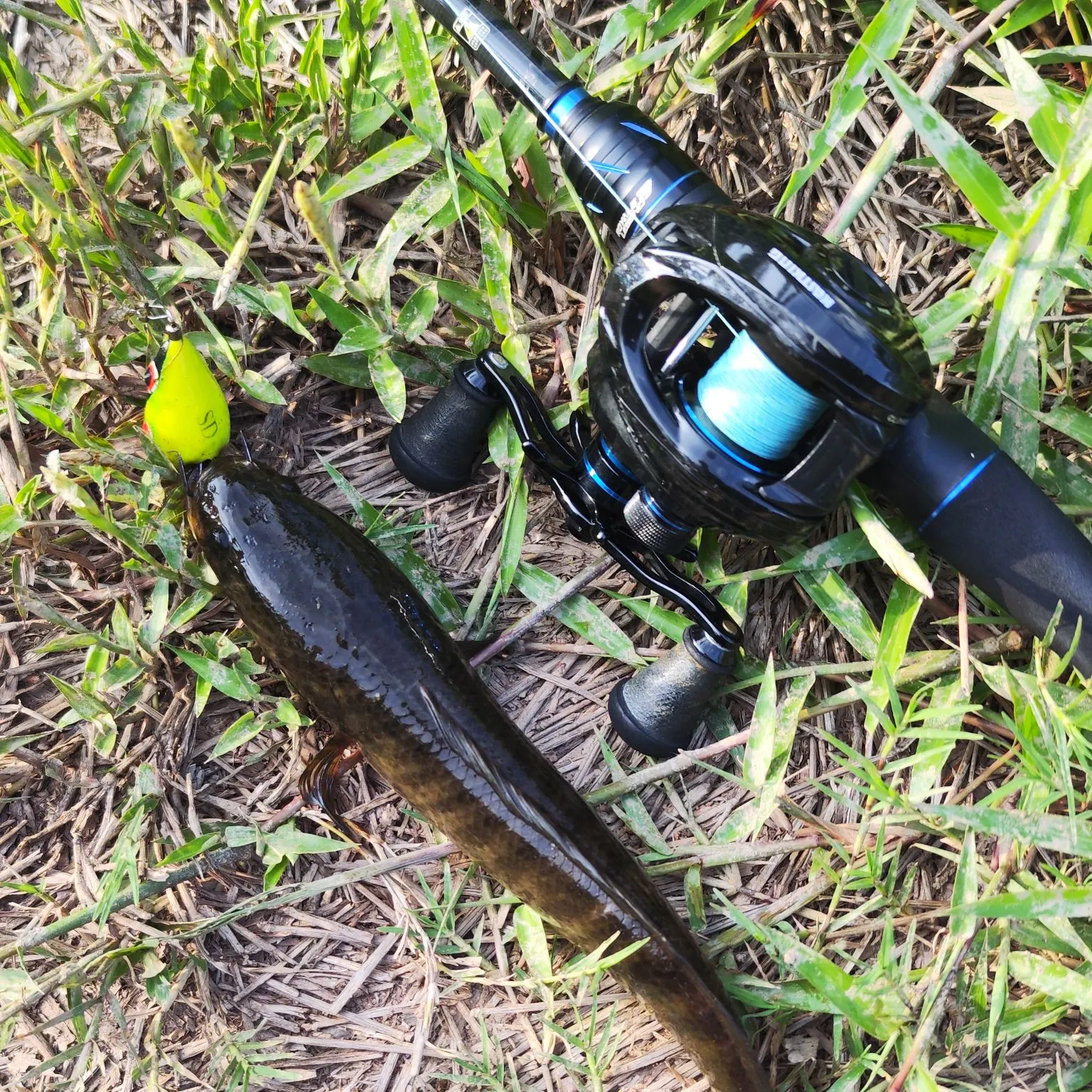 The most recent Striped snakehead catches on Fishbrain