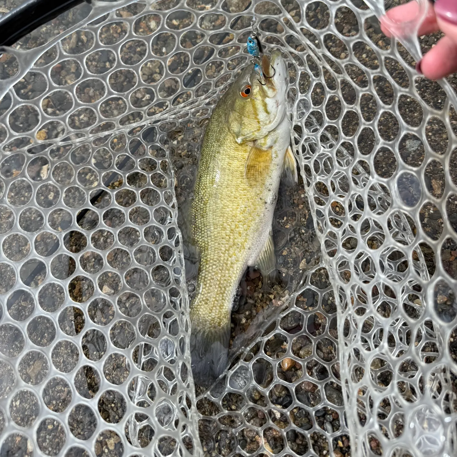 angler catch