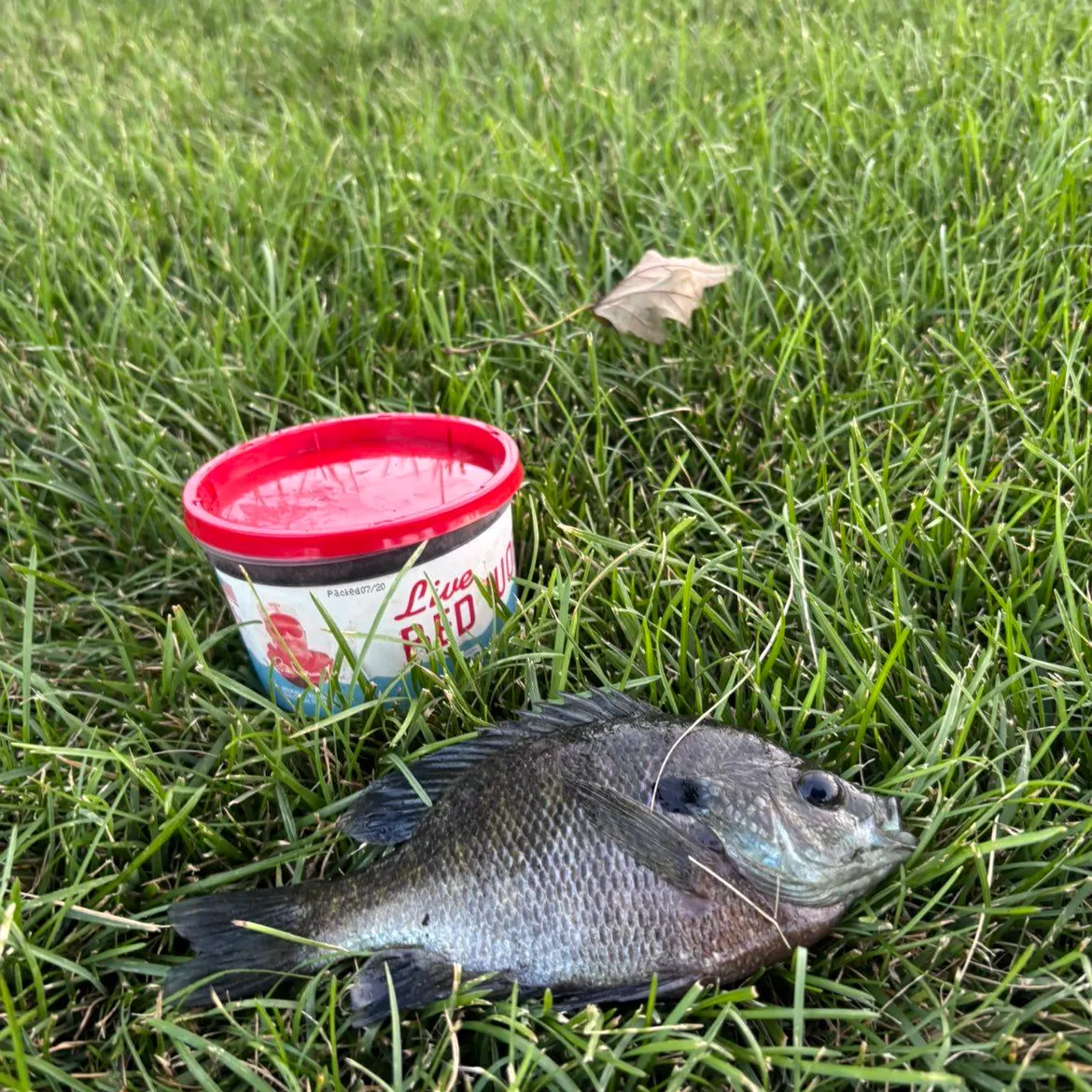 Bluegill caught on Fishbrain