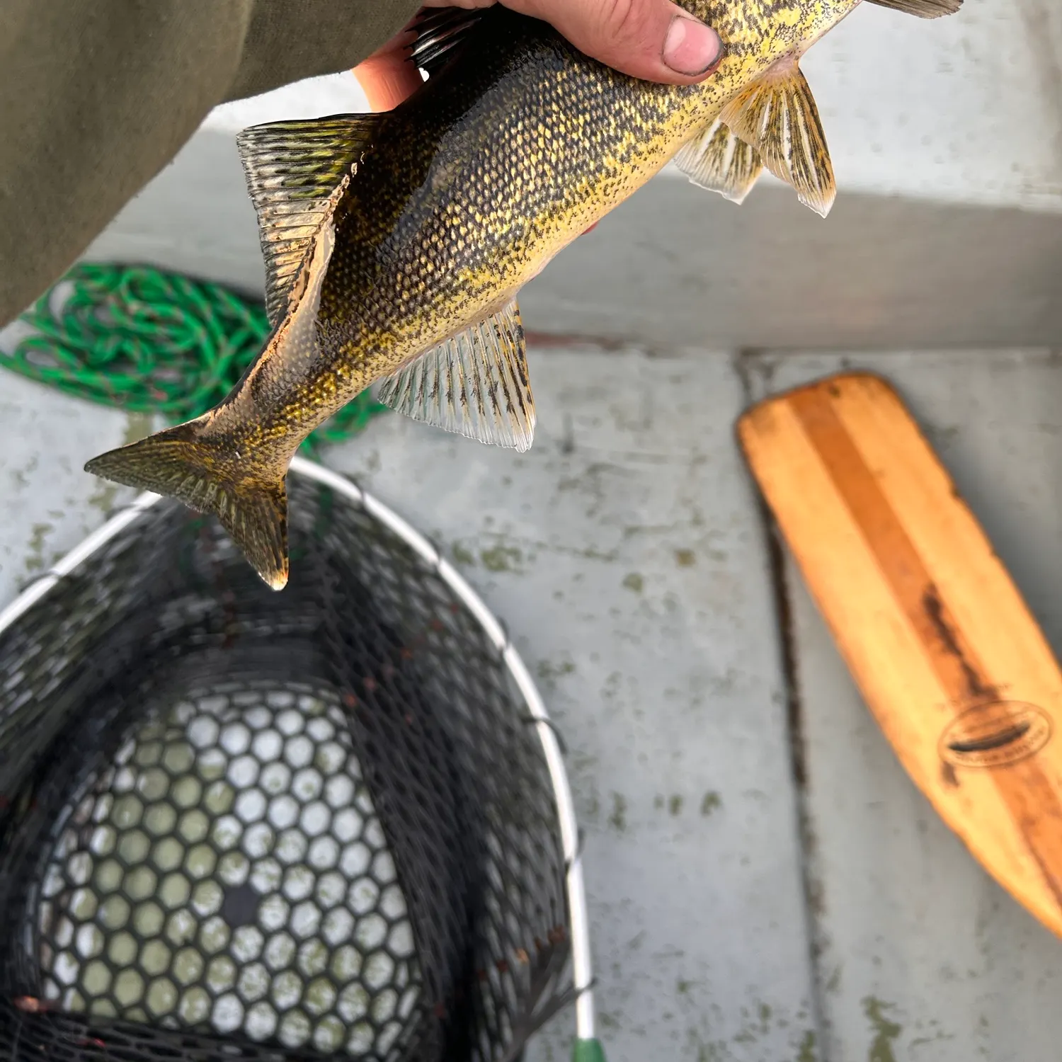 The most recent Sauger catches on Fishbrain