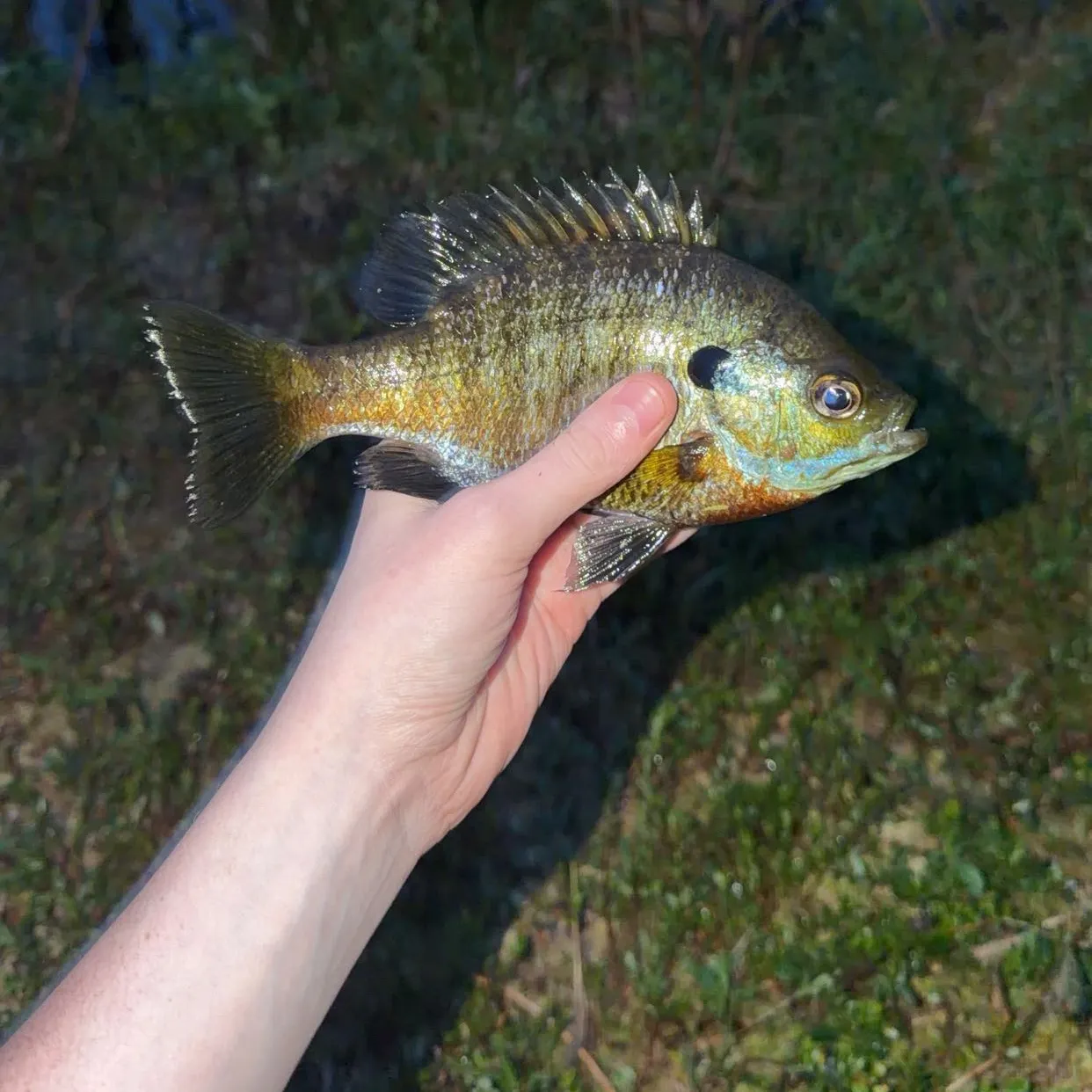 Bluegill caught on Fishbrain