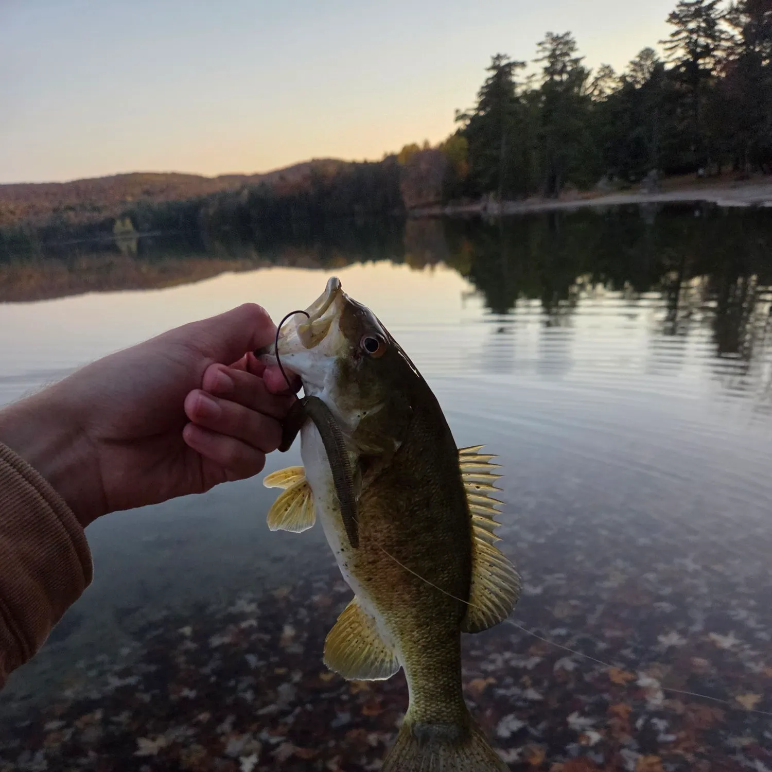 Smallmouth bass caught on Fishbrain