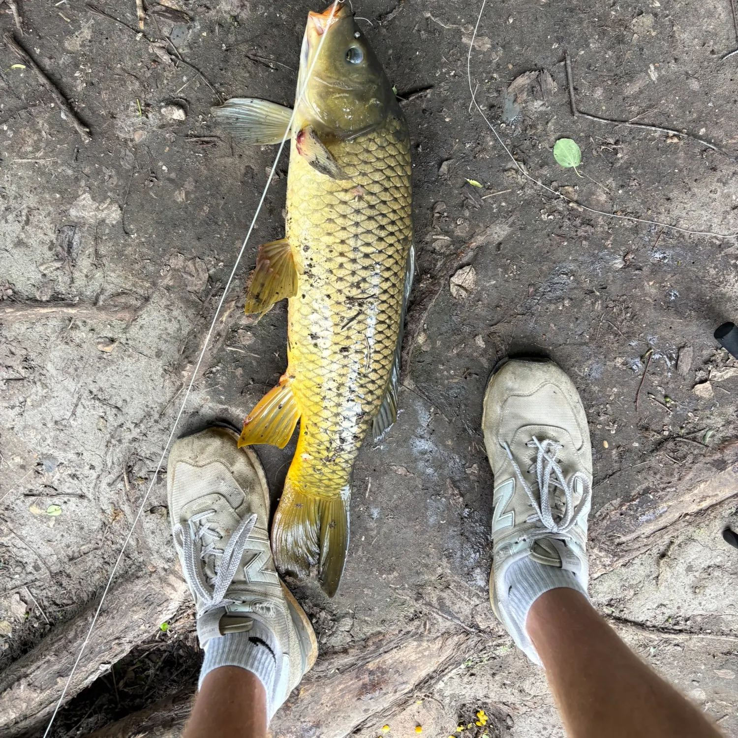 The most recent Common carp catches on Fishbrain