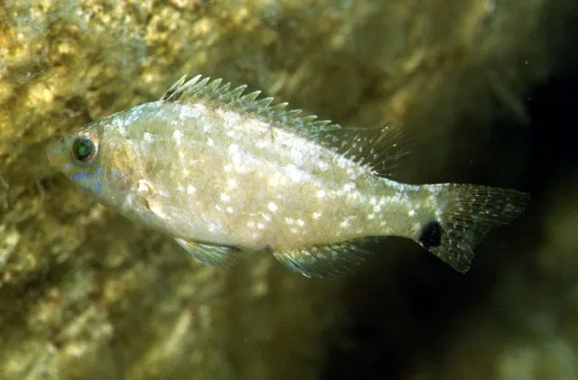 Grey wrasse