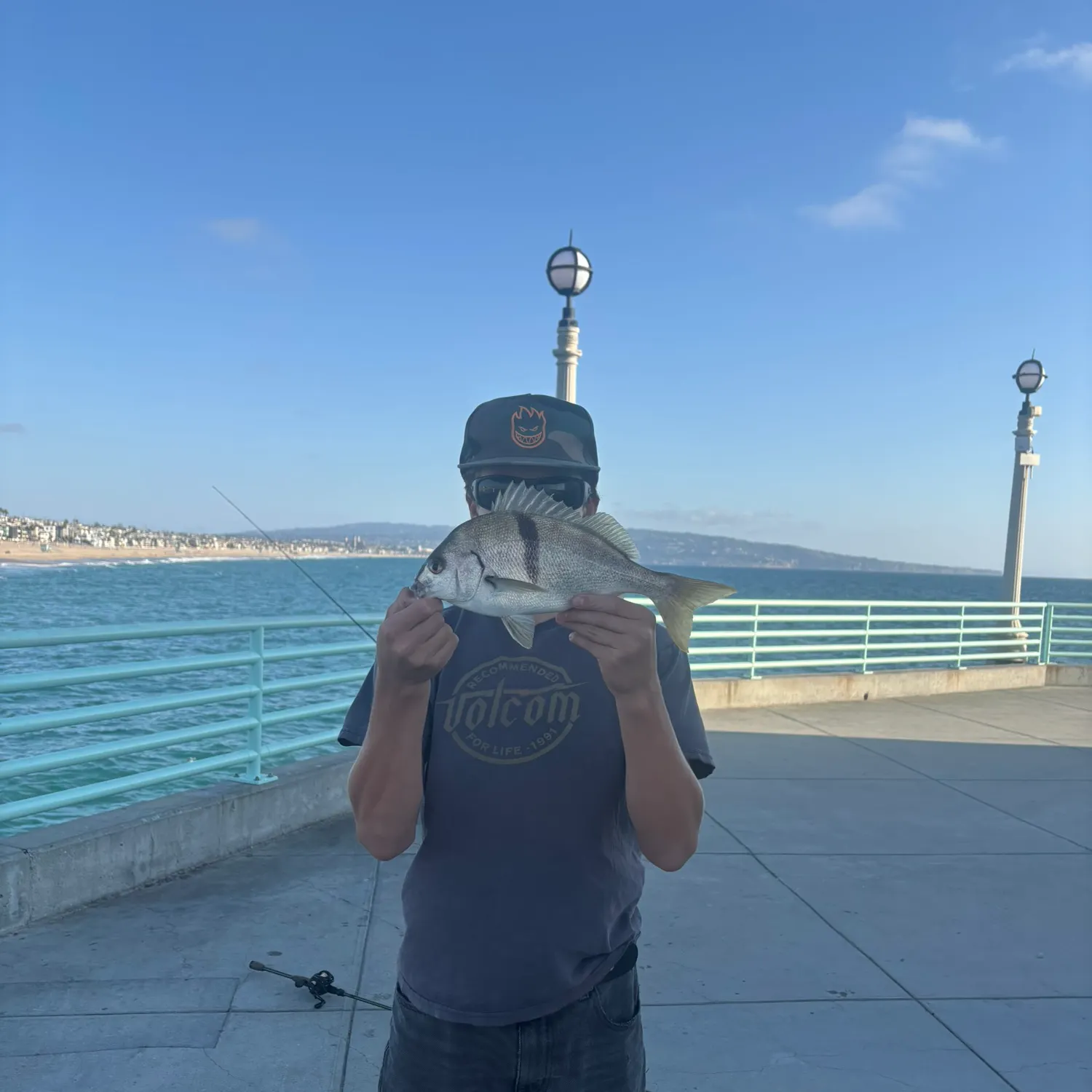 Sargo caught on Fishbrain