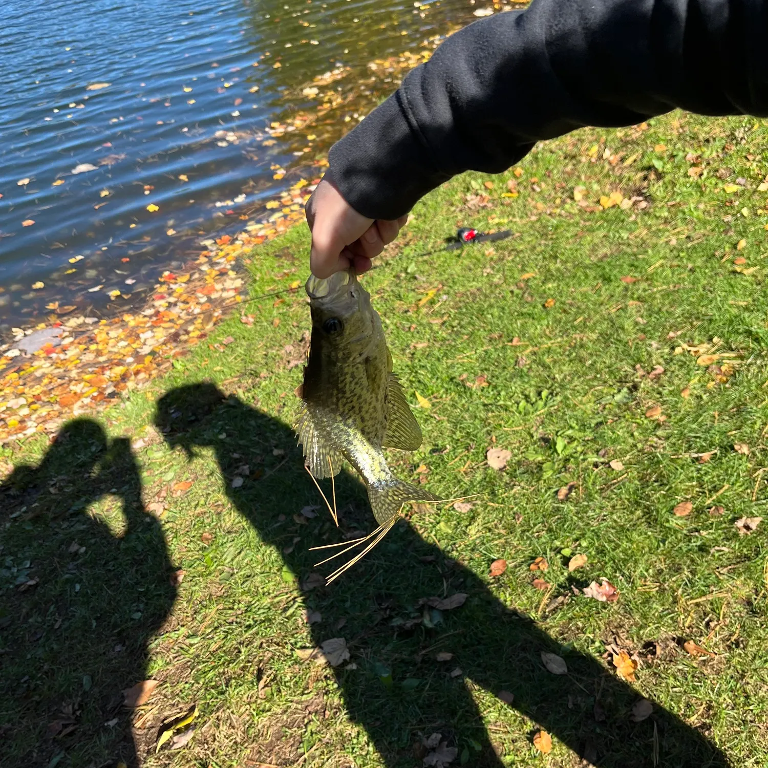 Black crappie caught on Fishbrain