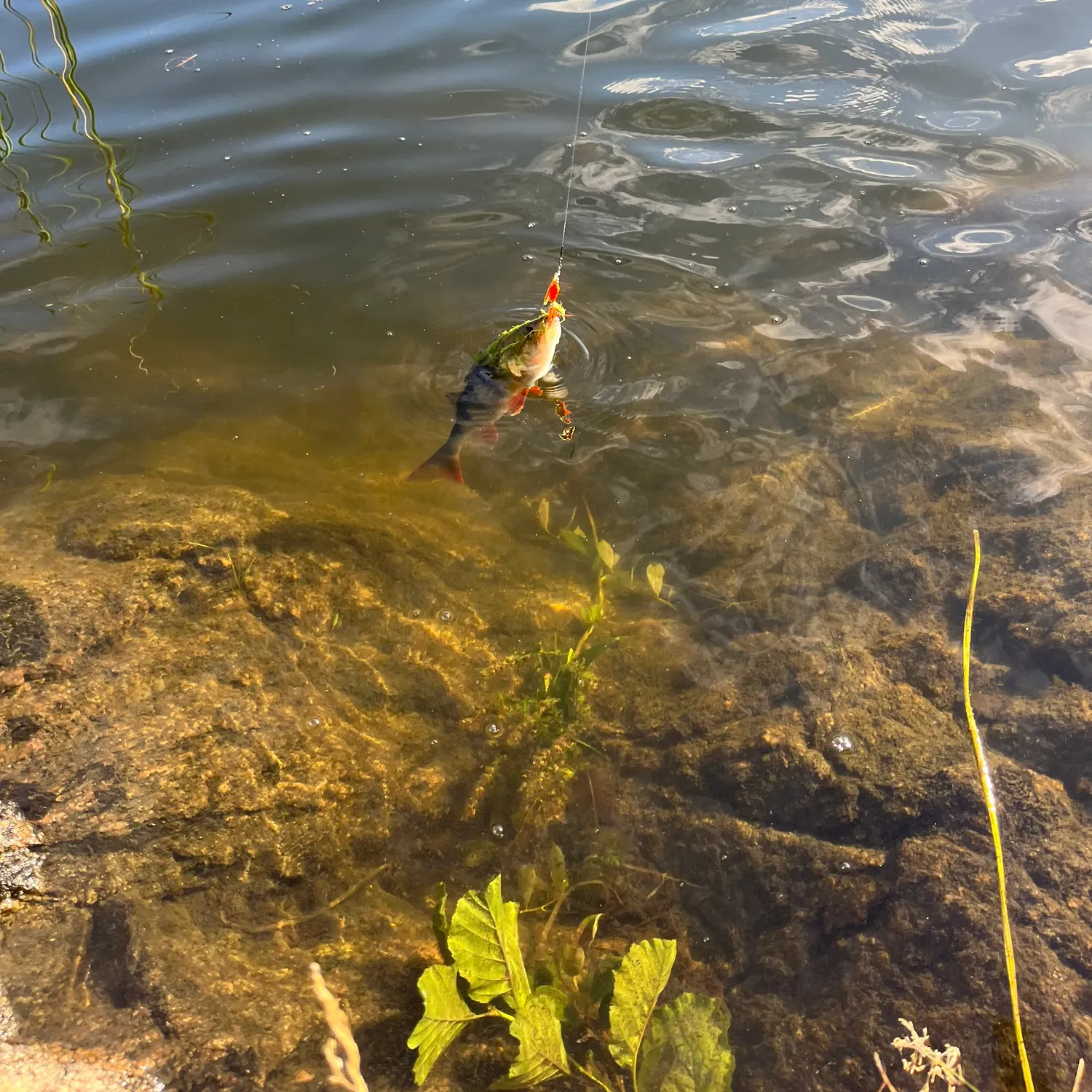 European perch caught on Fishbrain