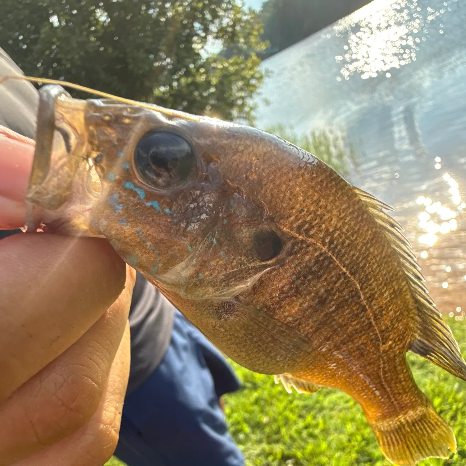 Green sunfish caught on Fishbrain