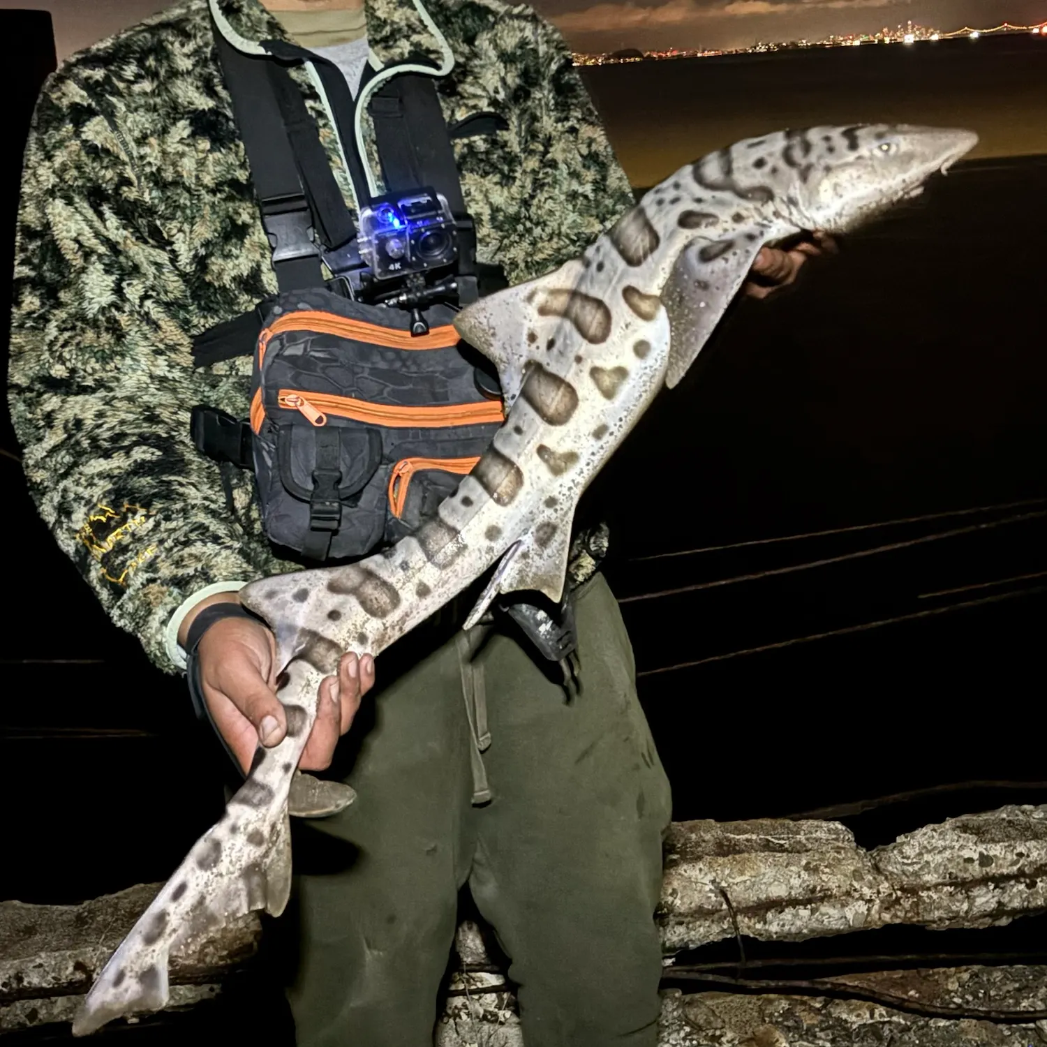 Leopard shark caught on Fishbrain