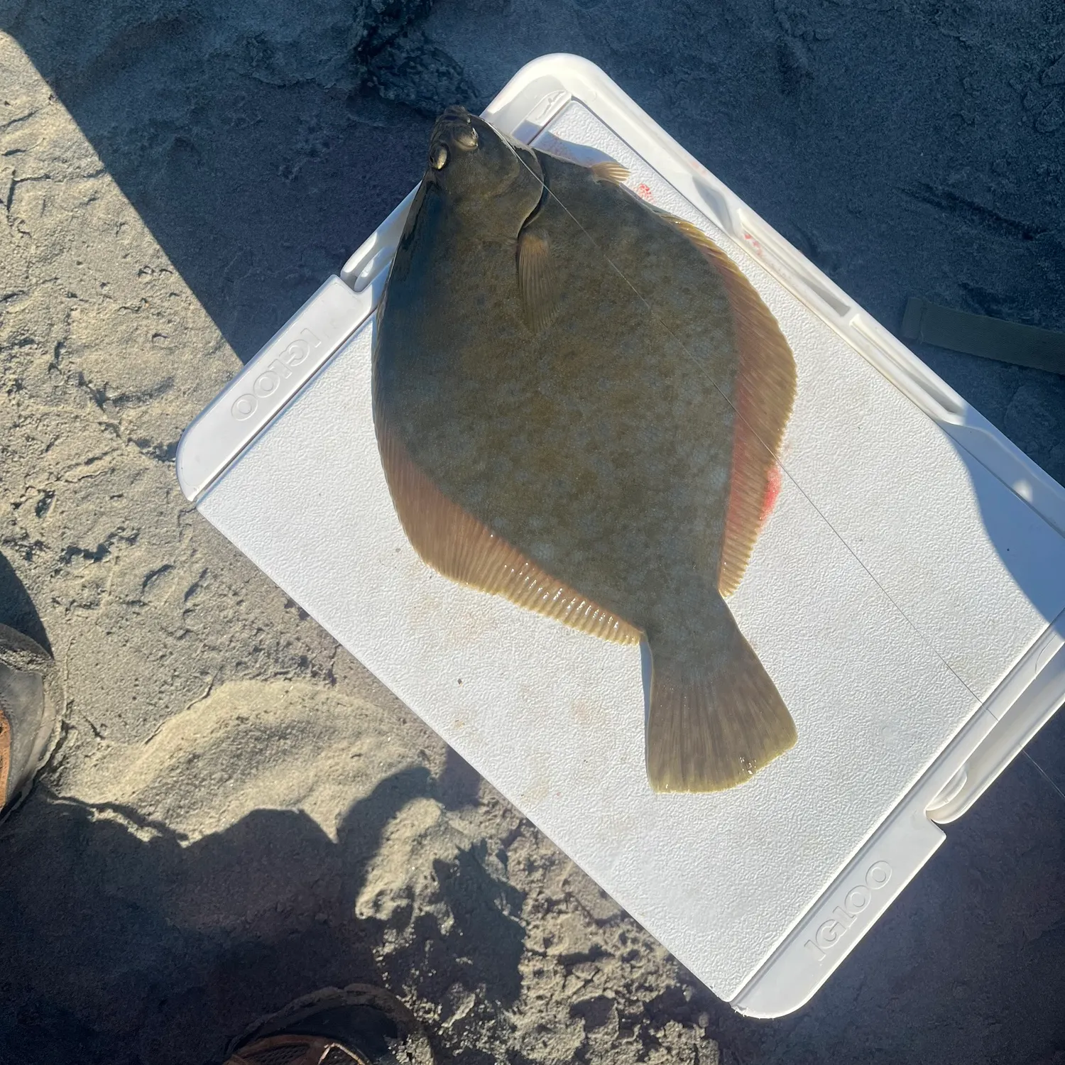 The most recent Diamond turbot catches on Fishbrain