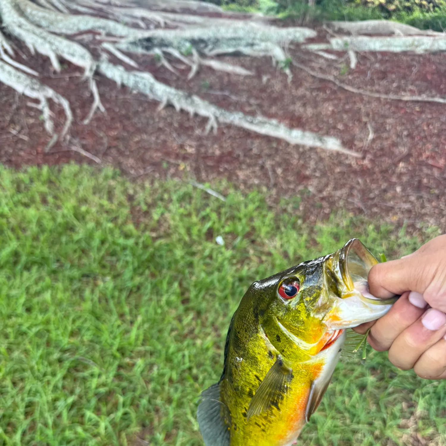 Butterfly peacock bass caught on Fishbrain