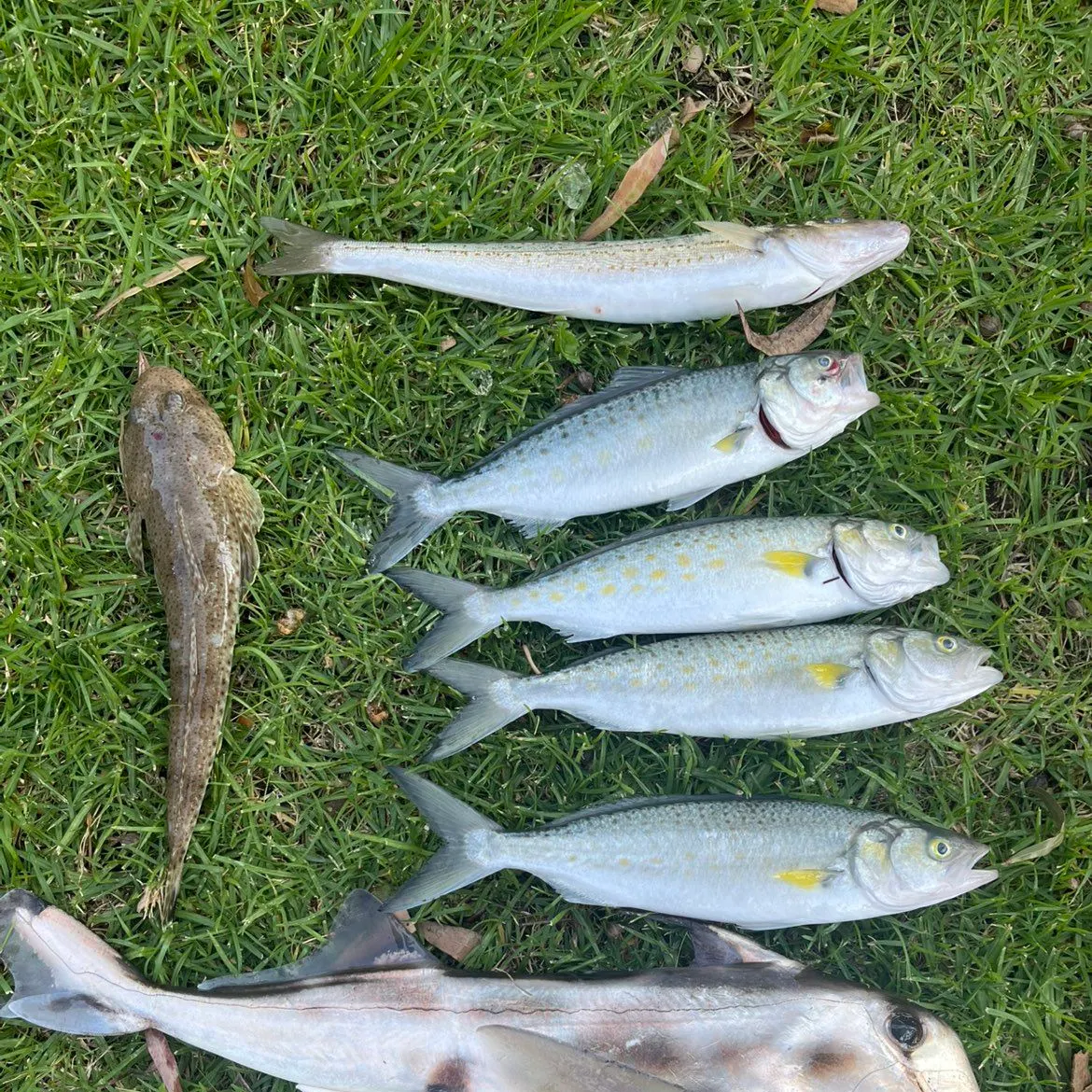 Eastern Australian salmon caught on Fishbrain