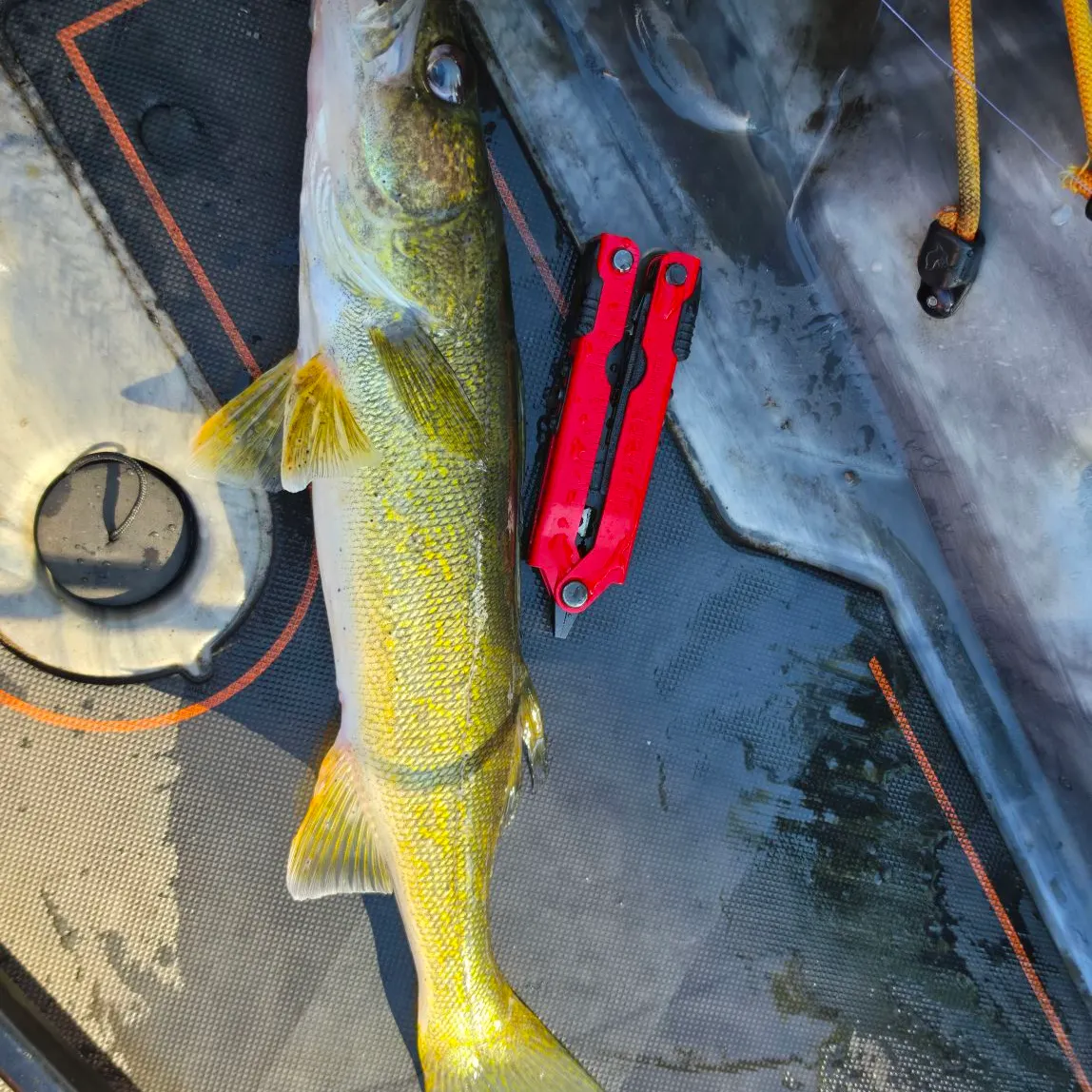 Walleye caught on Fishbrain