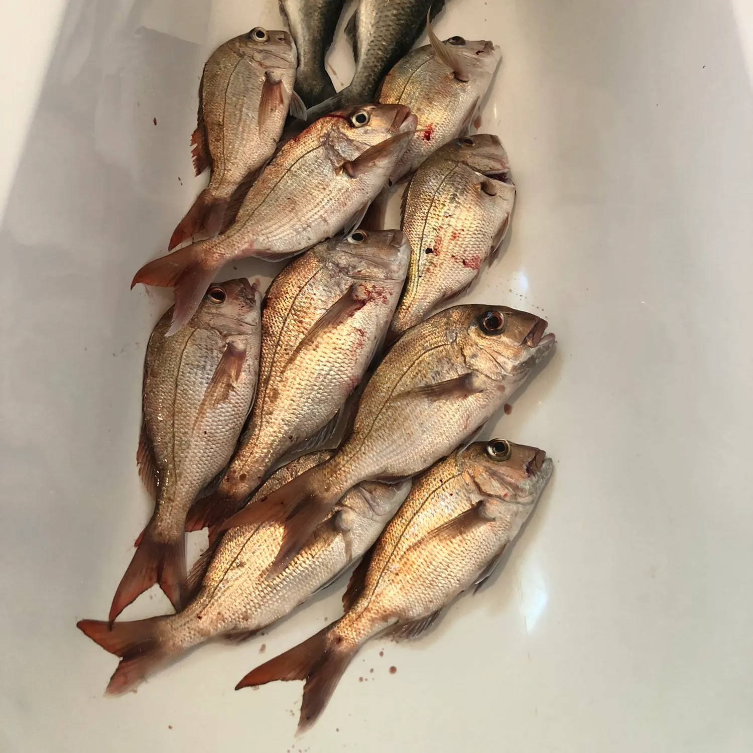 recently logged catches