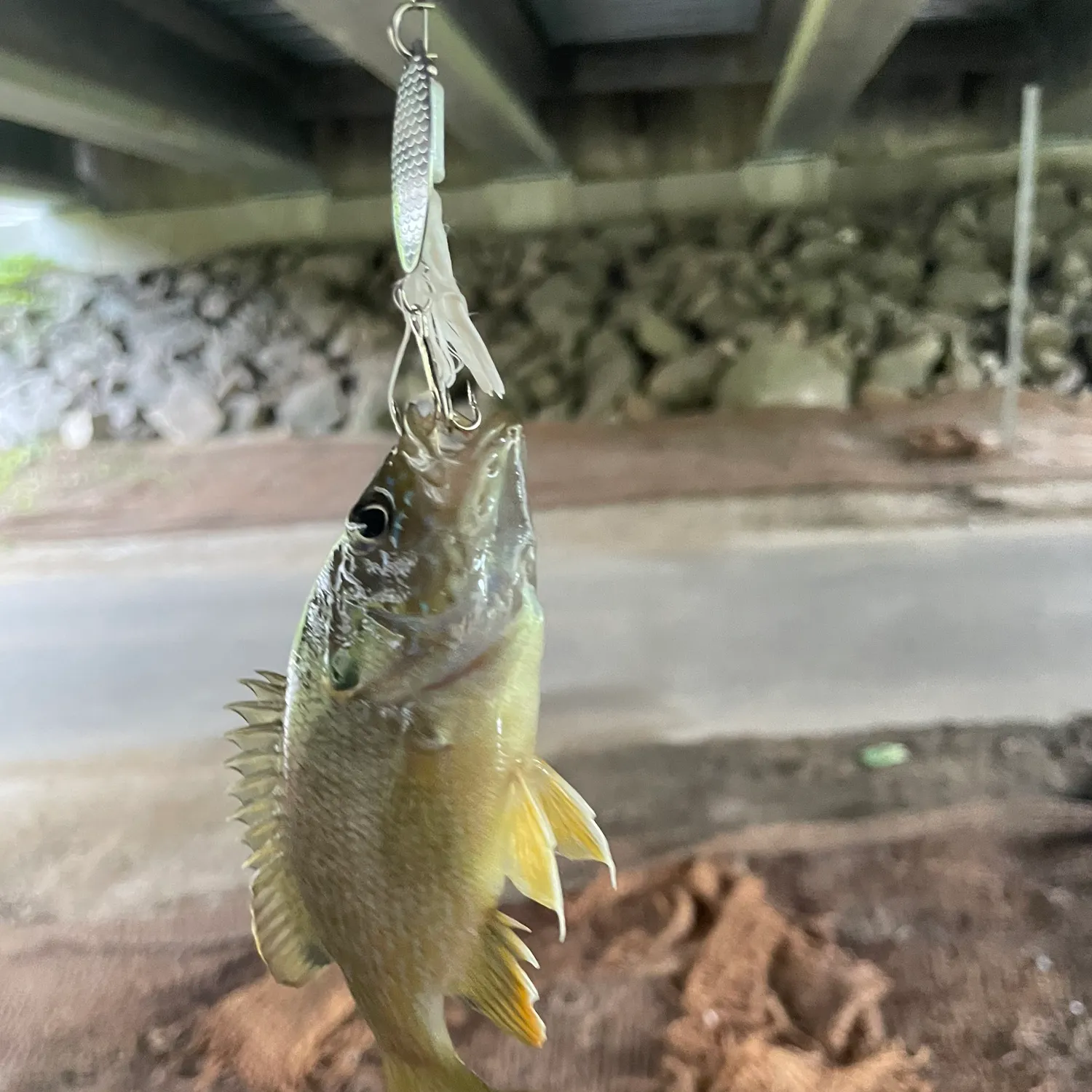 Green sunfish caught on Fishbrain