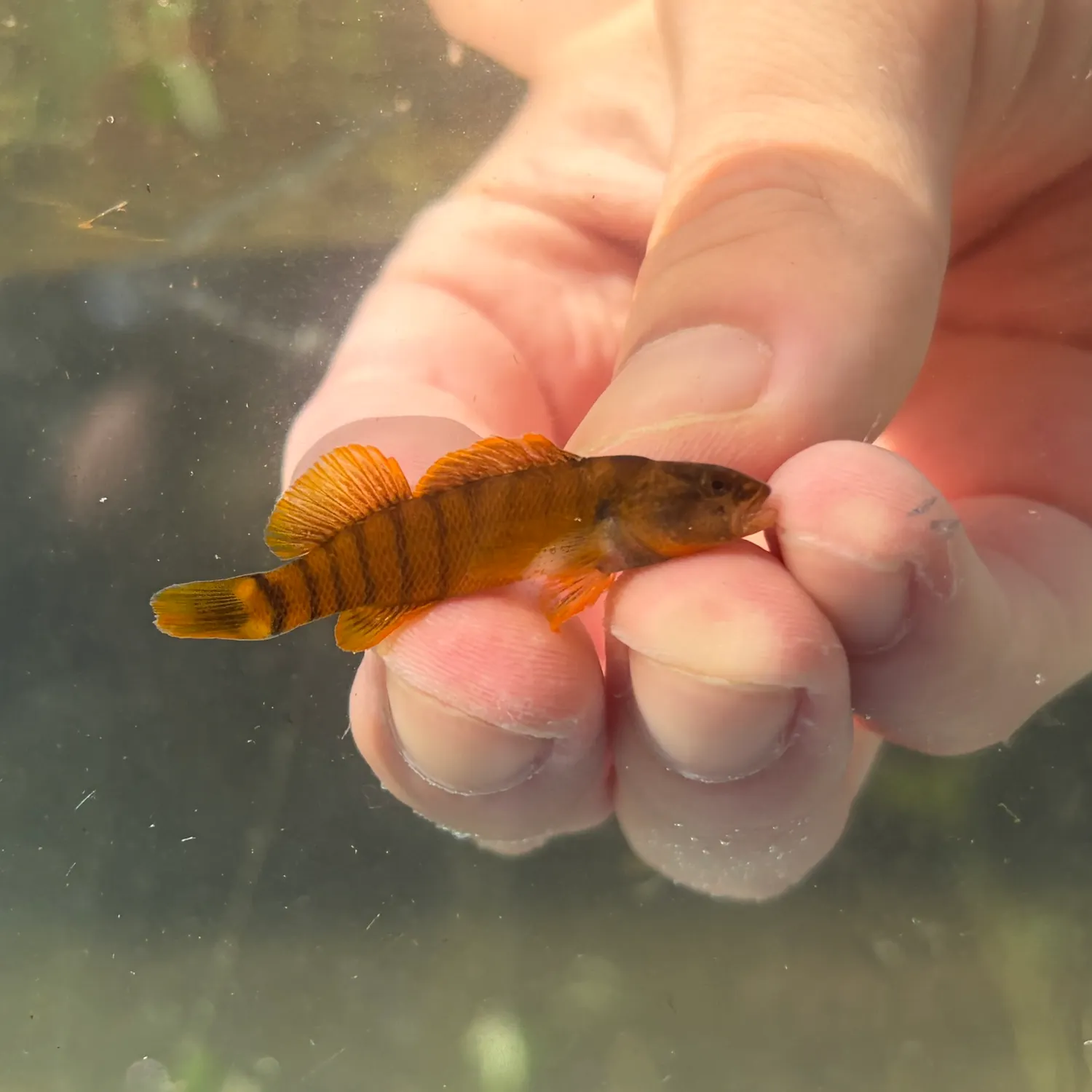 The most recent Tippecanoe darter catches on Fishbrain
