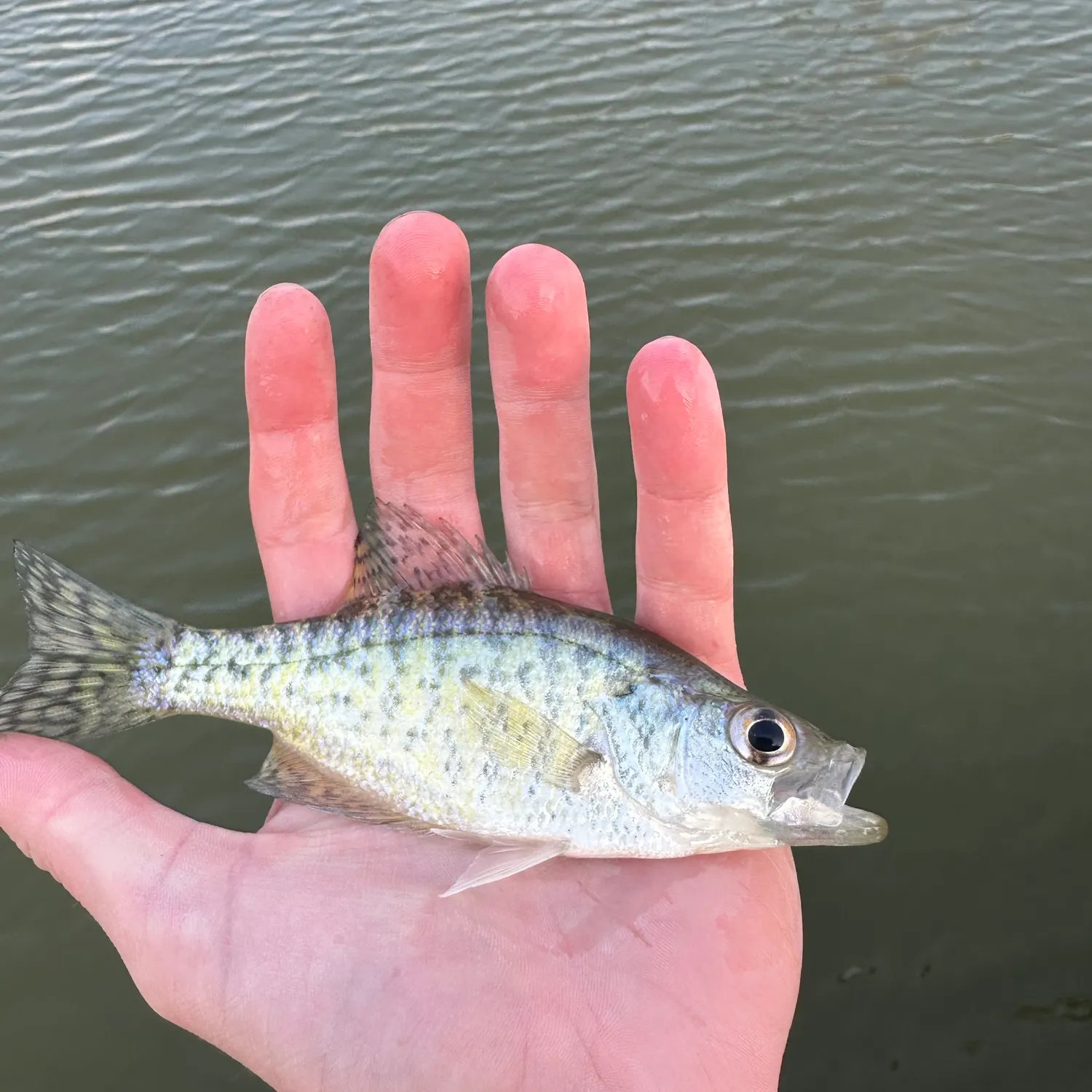 White crappie caught on Fishbrain