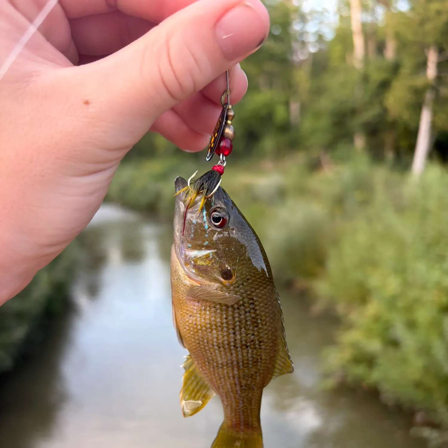 Green sunfish caught on Fishbrain
