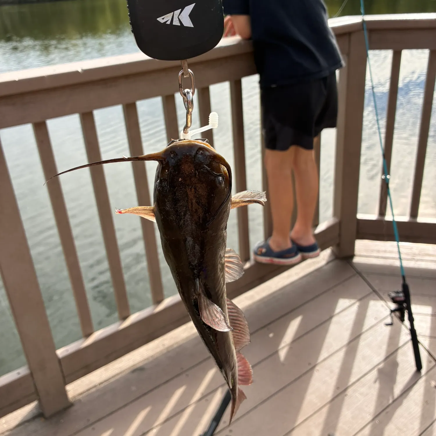 Brown bullhead caught on Fishbrain