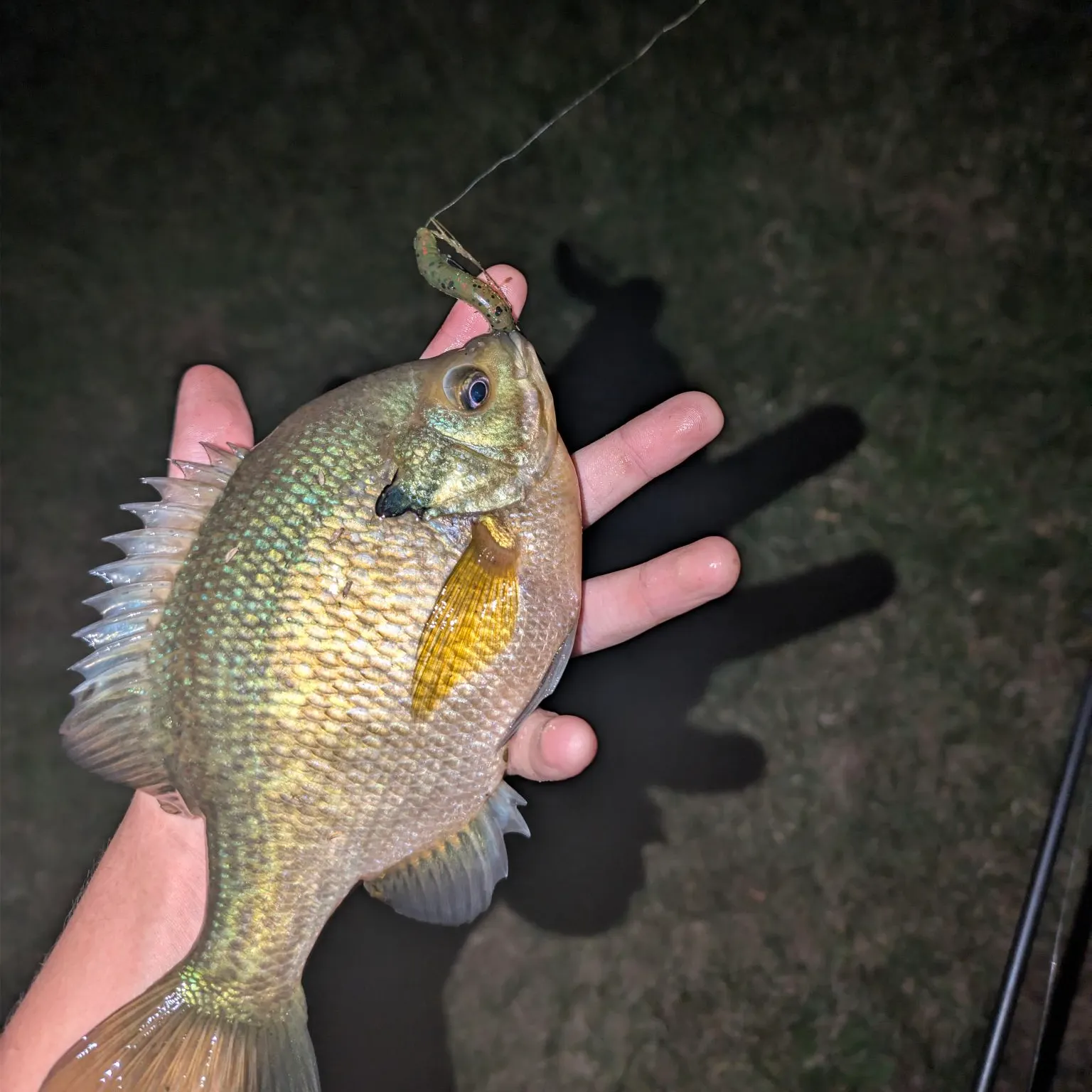 Bluegill caught on Fishbrain