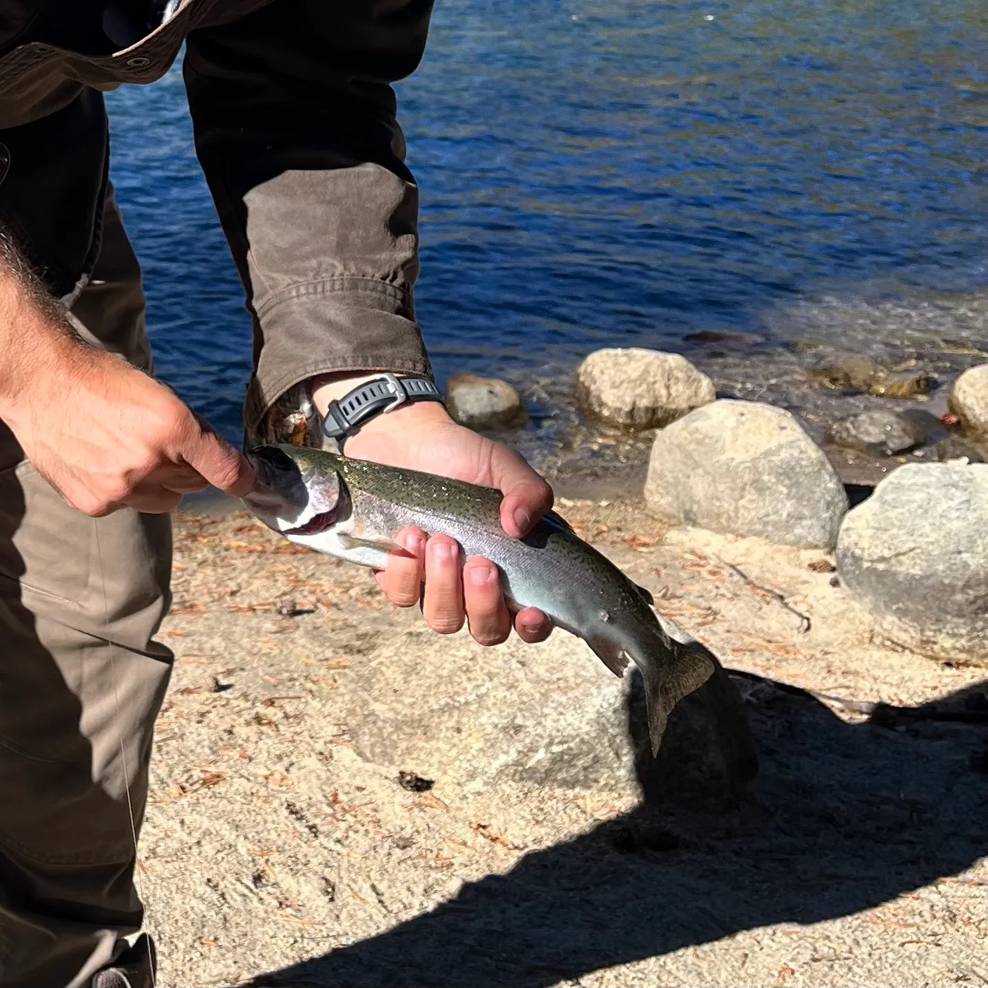 Rainbow trout caught on Fishbrain