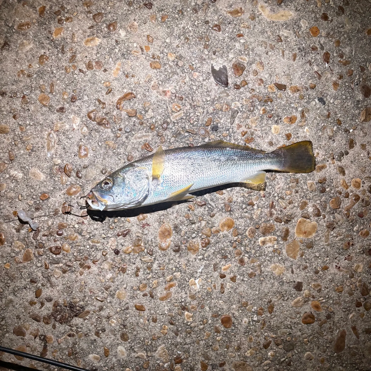 The most recent Sand seatrout catches on Fishbrain
